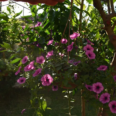 Hotel Villa Konak Hotel 3*